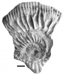 Sarmatisphinctes fallax (Ilov.)