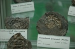 Neocosmoceras и Riasanites