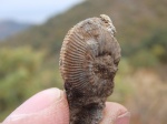 Catasigaloceras sp.juv.