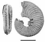 Amoeboceras reclinatoalternans (Nikitin, 1916)