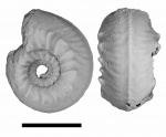 Plasmatites zieteni (Rouillier, 1849)