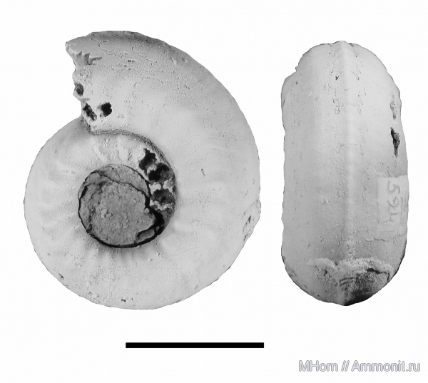 Plasmatites, Plasmatites zieteni