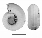 Plasmatites zieteni (Rouillier, 1849)
