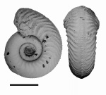 Plasmatites zieteni (Rouillier, 1849)