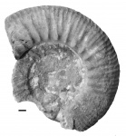 Sarygulia pischmae (Khudyaev, 1932)