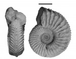 Plasmatites aff. crenulatus Buckman