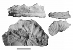 Amoebites salfeldi (Spath, 1935)