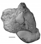 Amoeboceras ovale в конгломерате