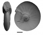 Volgidiscus pulcher (Casey, Mesezhn. et Schulgina)