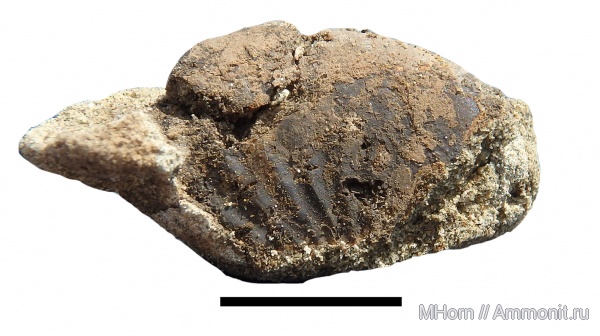 рязанский ярус, Shulginites, Ryazanian, Marievka, Марьевка