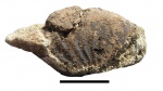 Shulginites cf. tolijense (Nikitin)