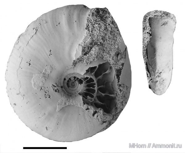 Garniericeras, Garniericeras interjectum, Craspeditidae, Garniericeratinae, зона Catenulatum