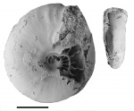 Garniericeras interjectum (Nikitin) [m]