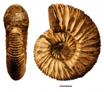 Virgatites pusillus (Michalsky 1890)