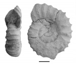 Virgatites sp. nov.