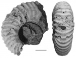 Gregoryceras romani (Grossouvre)