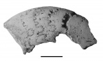 Kachpurites cf. involutus Rogov с инверсией лопастной линии