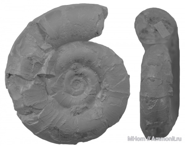Шпицберген, Biasaloceras, валанжин