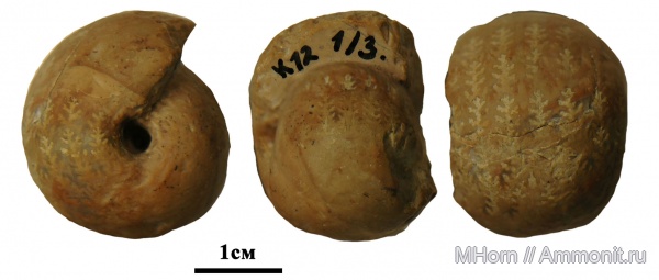 триас, Крым, Arcestes