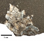 Морская уточка из семейства Zeugmatolepadidae