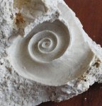 Euomphalus