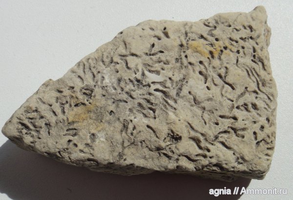 окаменелости, Fossils, Ногинск