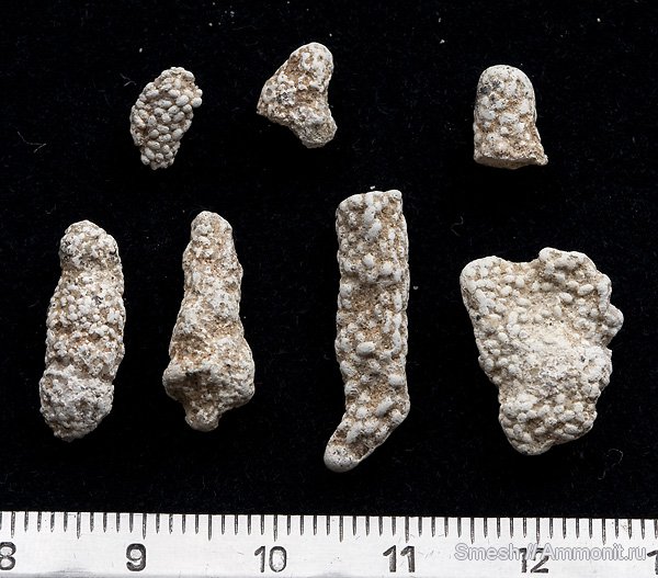копролиты, водоросли, ?, ихнофоссилии, Варавино, Ophiomorpha