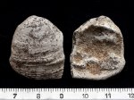 Раковина моллюска Inoceramus sp. из Варавино