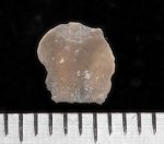 Обломок раковины брахиоподы Lingula (?) с обратной стороны, Варавино