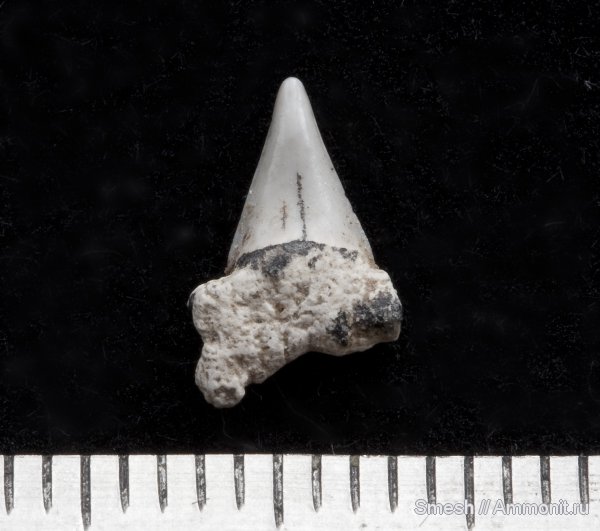 зубы акул, Cretoxyrhina, Варавино, shark teeth