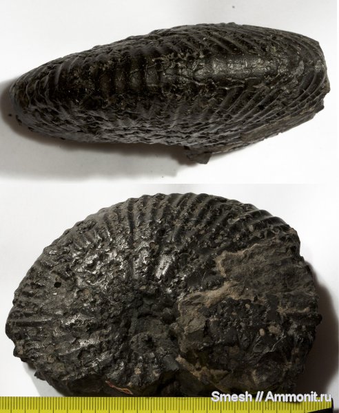 аммониты, Ringsteadia, фосфориты, ?, Ammonites, Лопатинский рудник