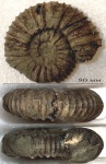 Virgatites pallasianus