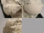 Фрагмент слепка Temnocheiloides acanthicus (Tzw.)