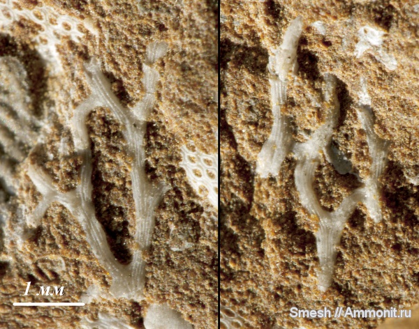 мшанки, Chasmatopora, Phylloporinida