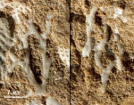 Ордовикские Мшанки Chasmatopora sp.