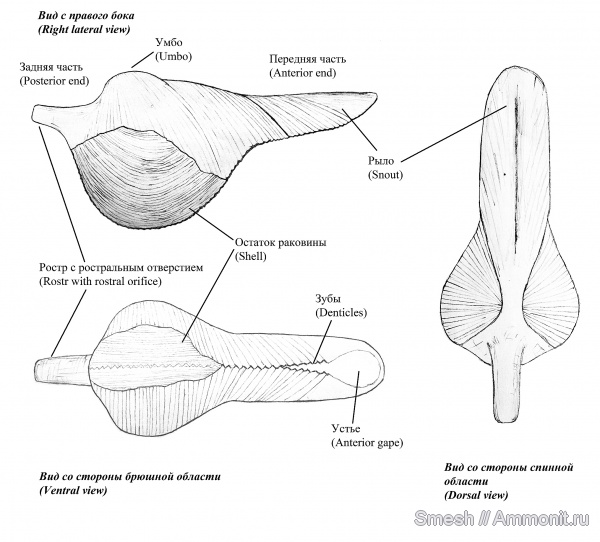 конокардиум, Conocardium, ростроконхи, Rostroconchia, морфология ископаемых беспозвоночных