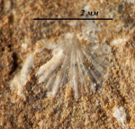 Ордовикская Orthida - Nicolella oswaldi (?)