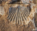 Ордовикская брахиопода отряда Orthida - Boreadorthis sp. (?)