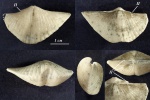 Раковина Brachythyrina strangwaysi с прижизненным повреждением