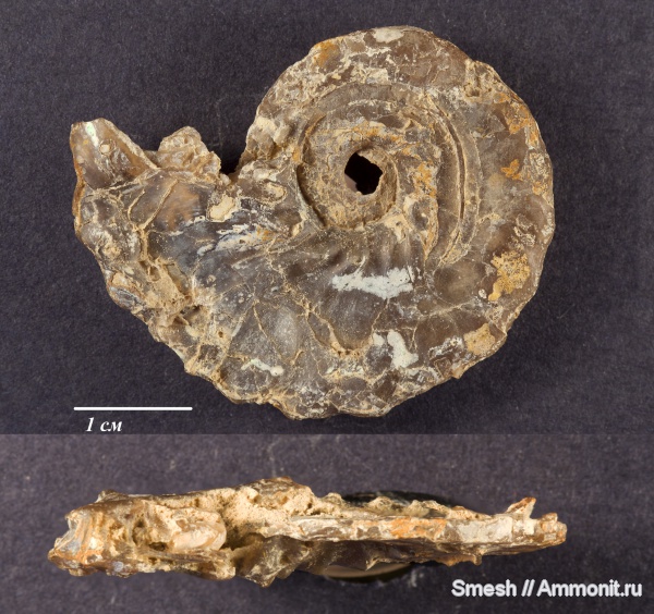 аммониты, мел, Израиль, Ammonites, Cretaceous