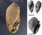 Неопределённая меловая гастропода (Scaphella ?)
