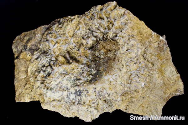 карбон, кораллы, Гжель, Gshelia, Aulopora, ругозы, Gshelia rouilleri, Aulopora macrostoma