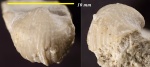 Подмосковная Marginifera timanica
