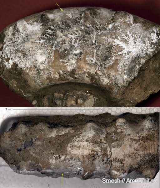 аммониты, юра, Пески, юрский период, Euaspidoceras, Euaspidoceras perarmatum, прижизненные повреждения, Ammonites, Aspidoceratidae, Aspidoceratinae, Jurassic