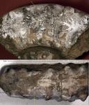 Euaspidoceras perarmatum со сбоем в ритме шипов