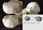 Брюшная створка брахиоподы Marginifera spinosa