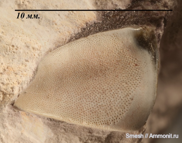 Цемгигант, Deltodus, Chondrichthyes, Holocephali, Menaspiformes, Deltoptychius