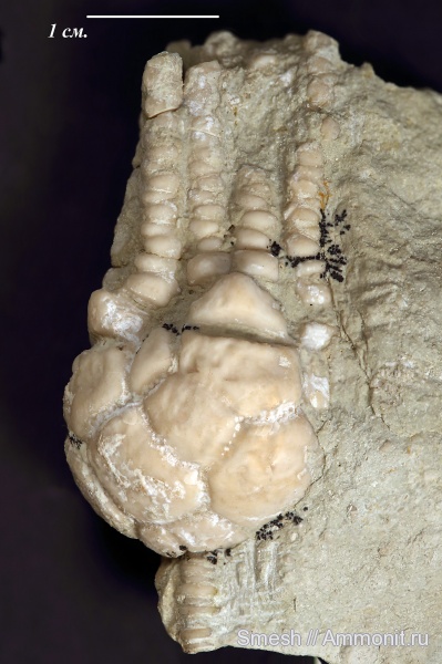 морские лилии, карбон, Цемгигант, криноидеи, Подмосковье, Dicromyocrinus, Dicromyocrinus ornatus, Cromyocrinidae