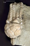 Морская лилия Dicromyocrinus ornatus