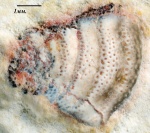 Зуб Deltodus concha
